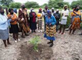 Shokomokwa tree planted post borehole donation