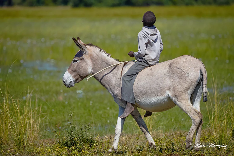 Nkashi Classic 2022 donkey ride