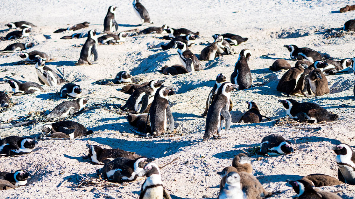 Colony of penguins