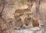 Boteti Lion Conservation